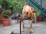 DOGUE ALLEMAND ET CHAT 034